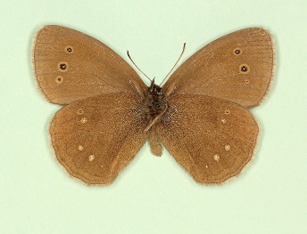 centrifera Ringlet (Aphantopus hyperanthus)
