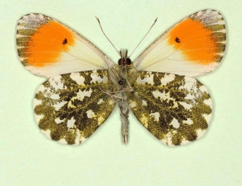 kutokovi Orange-tip (Anthocharis cardamines)