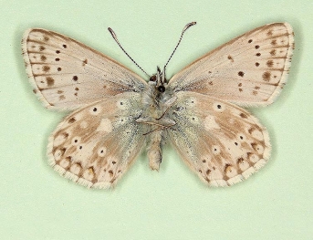 parvipuncta Chalkhill Blue (Polyommatus (Lysandra) coridon)