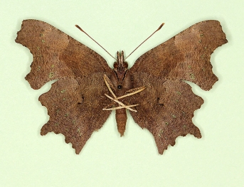 c-extinctum Comma (Polygonia c-album)
