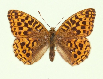 suffusa High Brown Fritillary (Argynnis adippe)