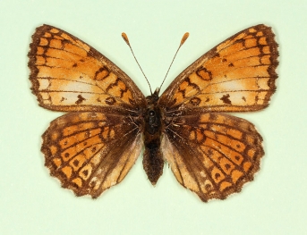fulla Glanville Fritillary (Melitaea cinxia)