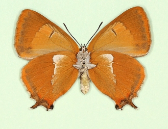 unistrigata Brown Hairstreak (Thecla betulae)