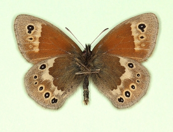 albofasciata Large heath (Coenonympha tullia)