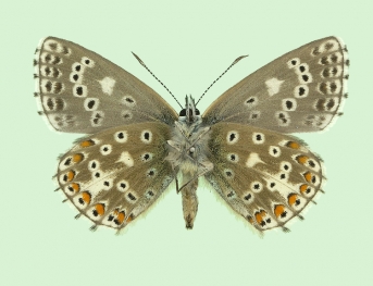 discoidalisnulla Adonis Blue (Polyommatus (Lysandra) bellargus)