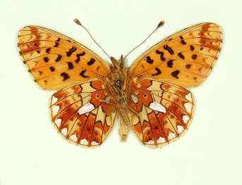 ab. nov Pearl-bordered Fritillary (Boloria euphrosyne)