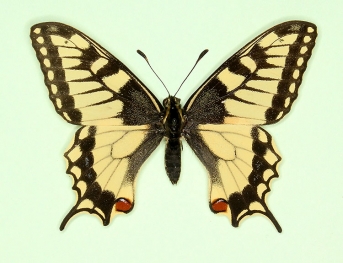 tenuivittata Swallowtail (Papilio machaon)