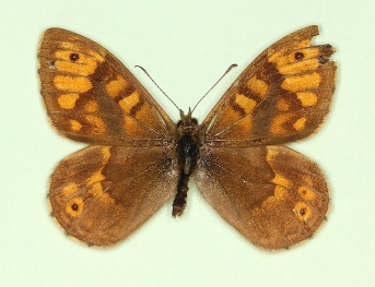 parviocellata + reducta Wall (Lassiommata megaera)