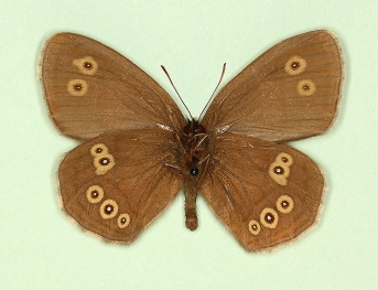 ab. nov Ringlet (Aphantopus hyperanthus)