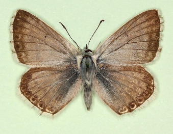 grisea Chalkhill Blue (Polyommatus (Lysandra) coridon)