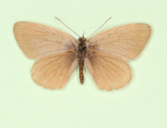 pallida Small Blue (Cupido minimus)