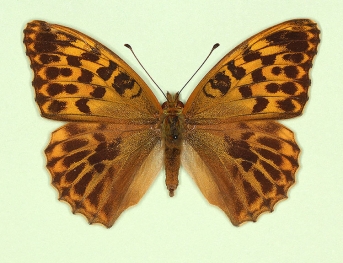 confluens Silver-washed Fritillary (Argynnis paphia)