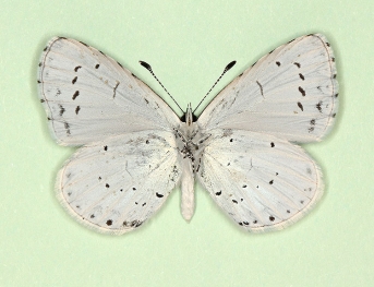 albocincta-cleobis Holly Blue (Celastrina argiolus)