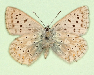 flavescens Chalkhill Blue (Polyommatus (Lysandra) coridon)