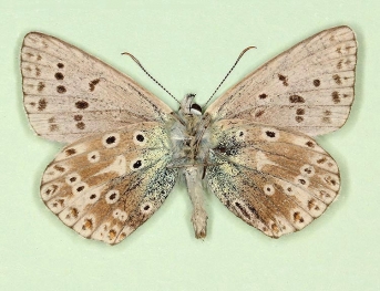 sinis-semiretrojuncta Chalkhill Blue (Polyommatus (Lysandra) coridon)