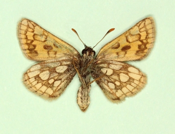 lutea-excessa Chequered Skipper (Carterocephalus palaemon)