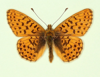 ab. nov Pearl-bordered Fritillary (Boloria euphrosyne)