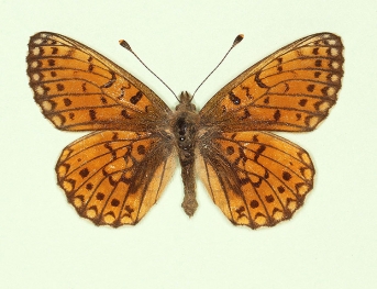 extenuata Small Pearl-bordered Fritillary (Boloria selene)