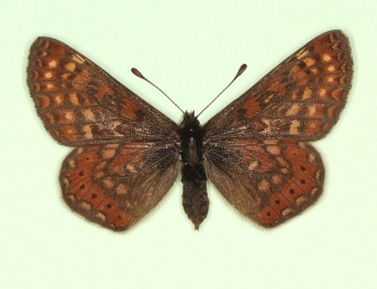 atratus Marsh Fritillary (Euphydryas aurinia)