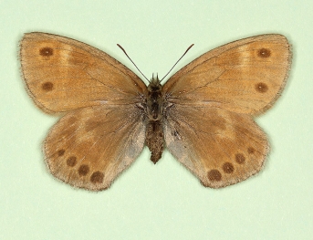 maculata Large heath (Coenonympha tullia)
