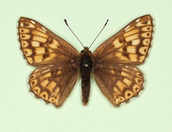furva Duke of Burgundy (Hamearis lucina)