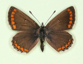 albisignata Brown Argus (Aricia agestis)
