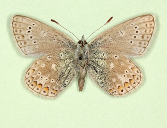 parvipuncta Common Blue (Polyommatus (Lysandra) icarus)