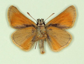 asymmetrical Small Skipper (Thymelicus sylvestris)