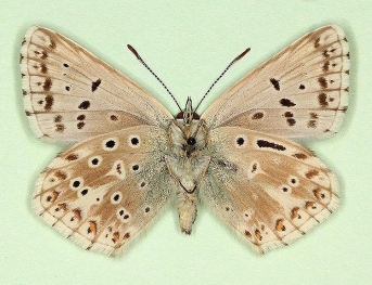 sinissemilimbojuncta + antiobsoleta Chalkhill Blue (Polyommatus (Lysandra) coridon)