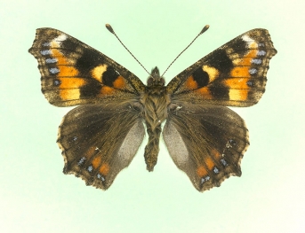  pseudoconnexa + semiichnusoides Small Tortoiseshell (Aglais urticae)