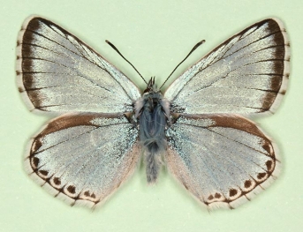 augustimargo Chalkhill Blue (Polyommatus (Lysandra) coridon)
