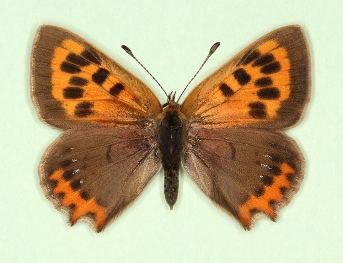 extensa Small Copper (Lycaena phlaeas)