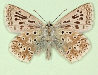 parallela Chalkhill Blue (Polyommatus (Lysandra) coridon)
