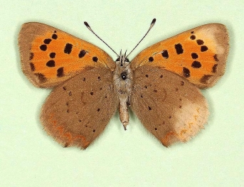 pathological Small Copper (Lycaena phlaeas)