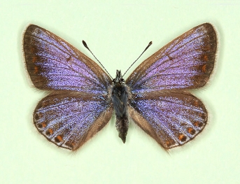 fusca-supracaerulea Common Blue (Polyommatus (Lysandra) icarus)