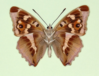 monophana Purple Emperor (Apatura iris)