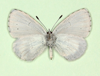 obsoleta Holly Blue (Celastrina argiolus)