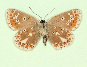 obsoleta Brown Argus (Aricia agestis)