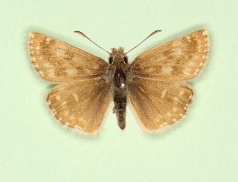 nov Dingy Skipper (Erynnis tages)