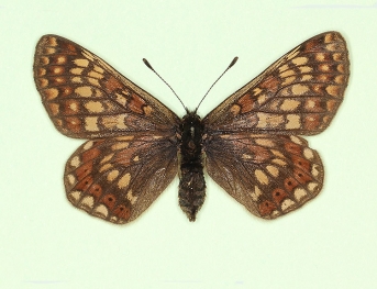 atratus Marsh Fritillary (Euphydryas aurinia)