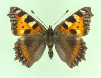 infraradiata Small Tortoiseshell (Aglais urticae)