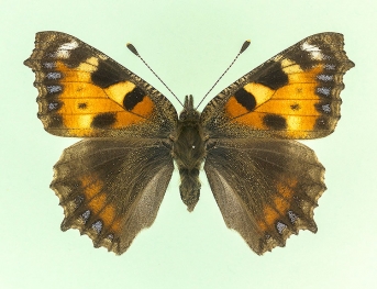 trans ab. lucia Small Tortoiseshell (Aglais urticae)