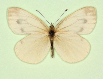 fuscosignata Green-veined White (Pieris napi)