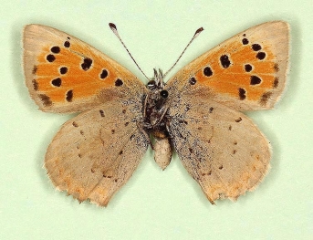 antiignita + postgrisea Small Copper (Lycaena phlaeas)