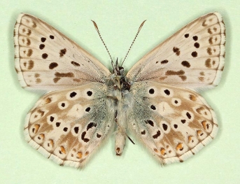 semi-basijuncta + i-nigrum Chalkhill Blue (Polyommatus (Lysandra) coridon)