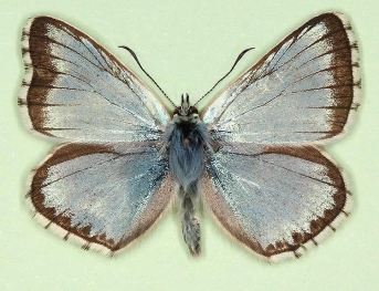 sessilis Chalkhill Blue (Polyommatus (Lysandra) coridon)