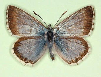 marginata Chalkhill Blue (Polyommatus (Lysandra) coridon)