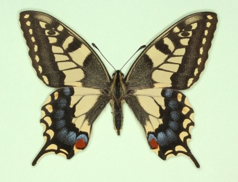 punctatoclavatus Swallowtail (Papilio machaon)