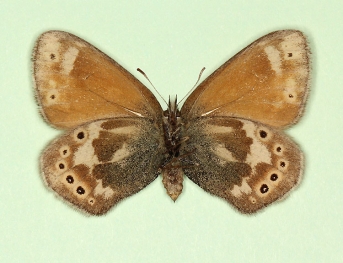 ab. nov Large heath (Coenonympha tullia)