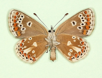 postico-obsoleta Brown Argus (Aricia agestis)